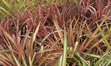 Plantes Méditerranénnes