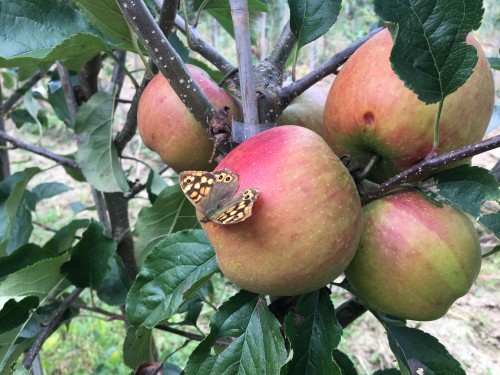 La nouvelle saison commence ... Fruitiers disponibles