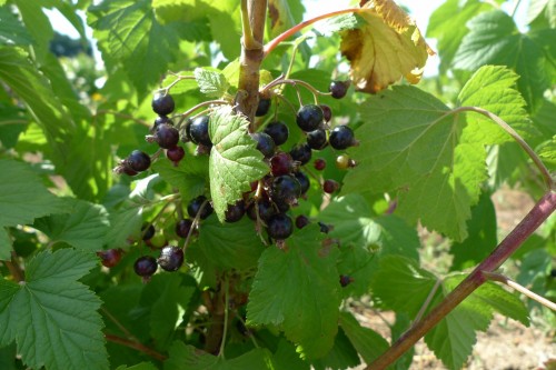 CASSIS Noir de Bourgogne.JPG