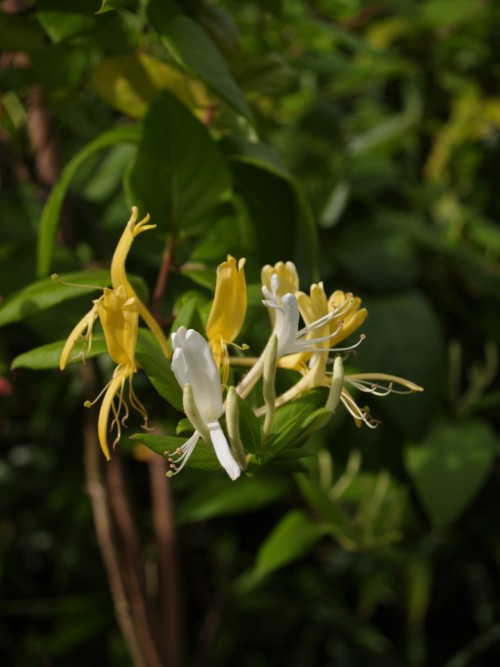 LONICERA japonica Halliana.JPG