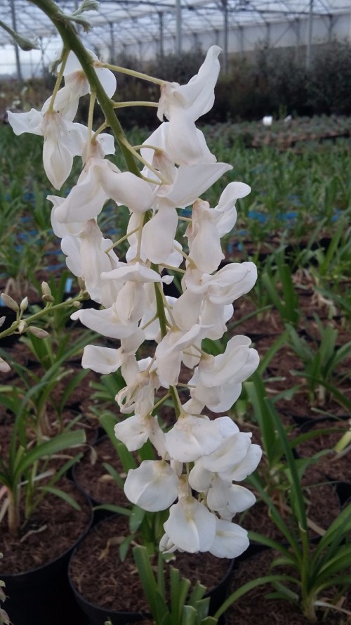 WISTERIA floribunda Alba.jpg