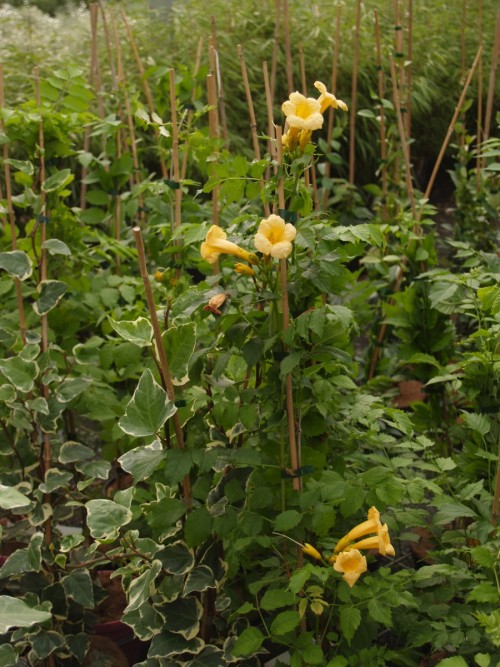 CAMPSIS radicans Flava.JPG