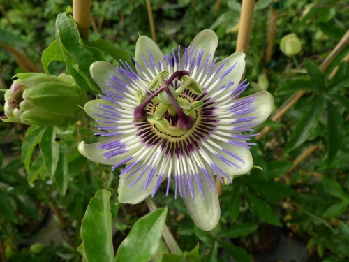 Passiflora caerulea.JPG