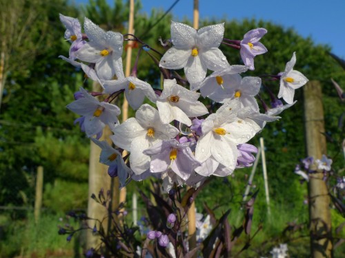 SOLANUM jasminoides Bleu.JPG