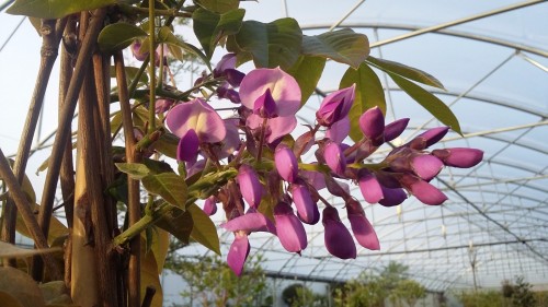 WISTERIA brachybotrys Okoyama.jpg