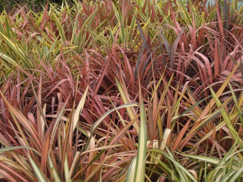 PHORMIUM en variétés.JPG