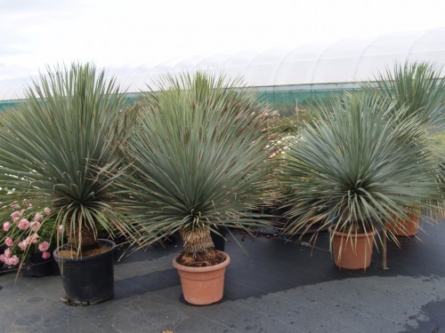 YUCCA rostrata.JPG