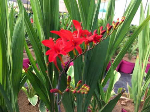 CROCOSMIA Lucifer.JPG