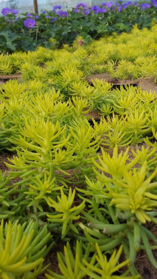 SEDUM reflexum Angelina.jpg