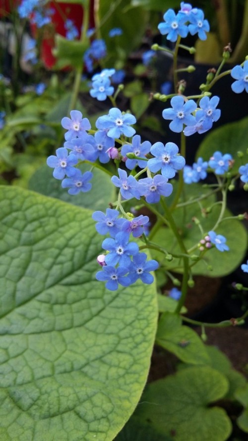 BRUNNERA macrophylla.jpg