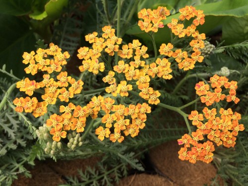 ACHILLEA terracotta.JPG