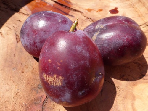 Prune Belle de Louvain