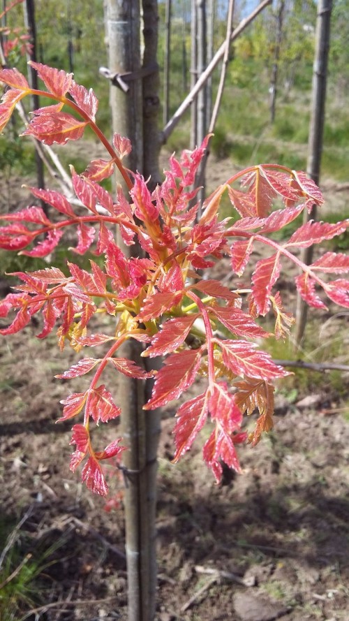 KOELREUTERIA paniculata.jpg