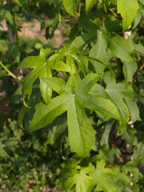 LIQUIDAMBAR styraciflua Lane Roberts.JPG