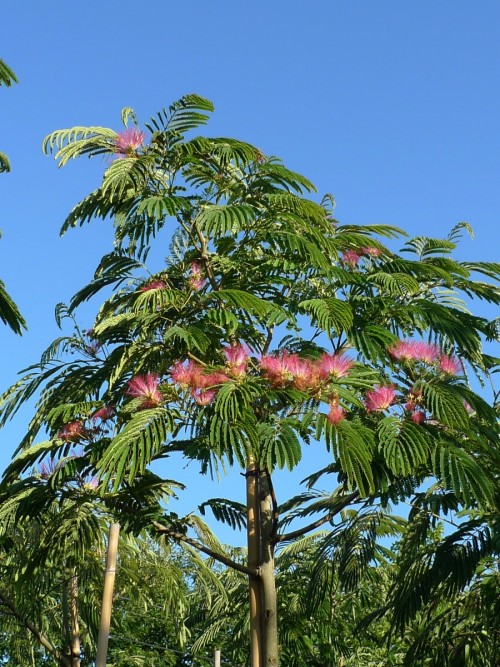 Albizia julibrissin Ombrella.JPG