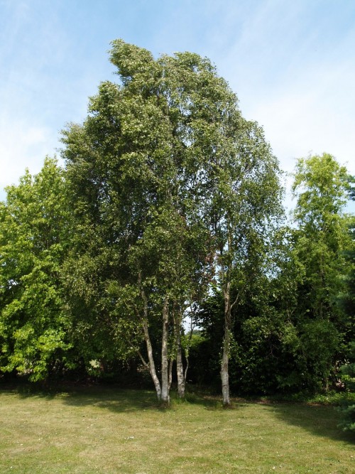 BETULA verrucosa Fastigiata.JPG