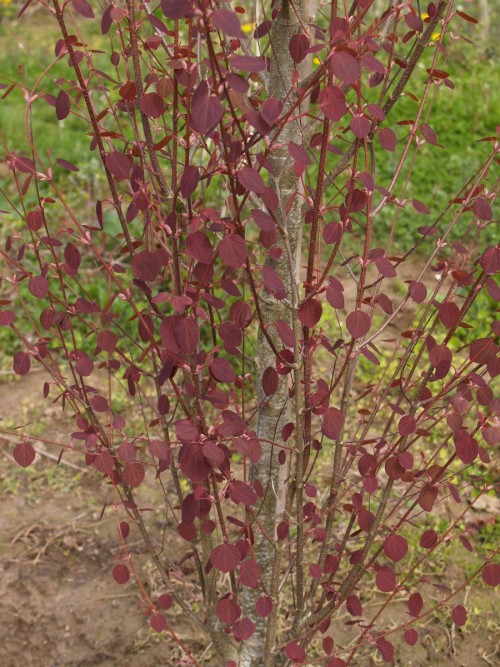 CERCIDIPHYLLUM japonicum.JPG