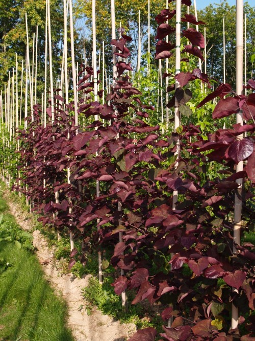 CERCIS canadensis Forest Pansy.JPG