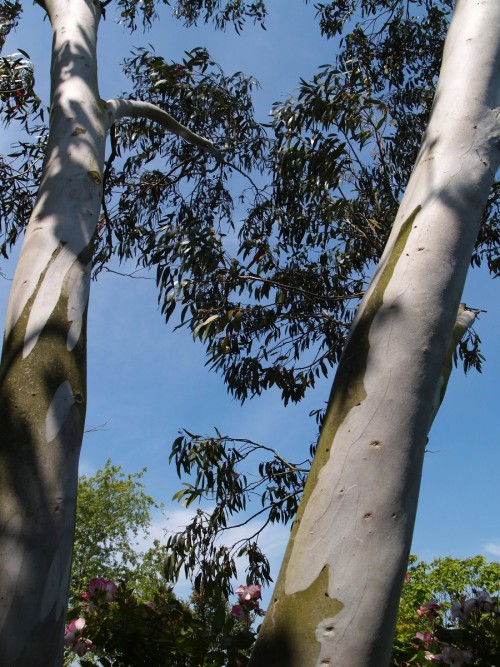 EUCALYPTUS niphophila.JPG