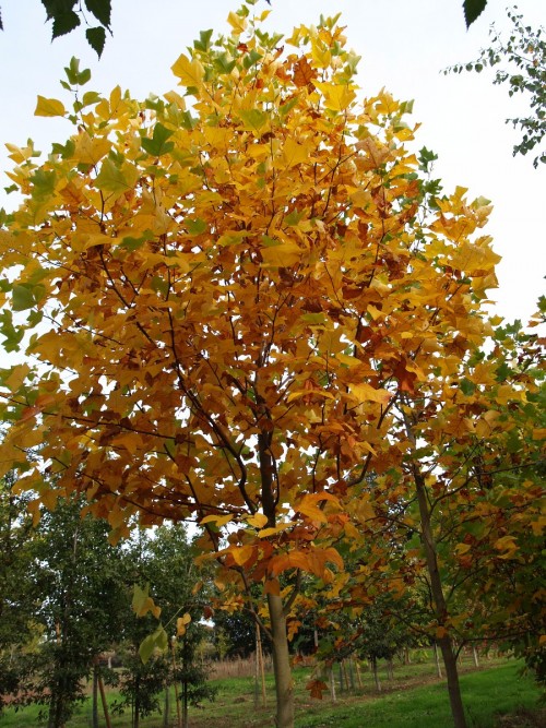 LIRIODENDRON tulipifera .JPG