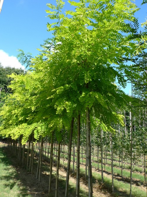 Robinia pseudoacasia Frisia.JPG