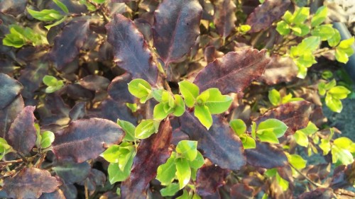 PITTOSPORUM Tomthumb.jpg