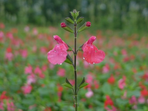 SALVIA grahami Rouge 3.JPG