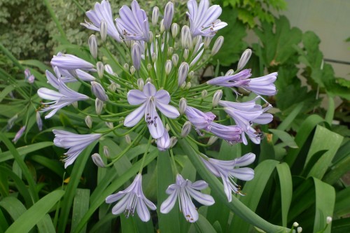 Umbellatus bleu (3).JPG