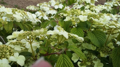 VIBURNUM plu Lanarth.jpg