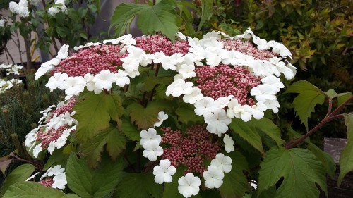 VIBURNUM sargenti Onodonga.jpg