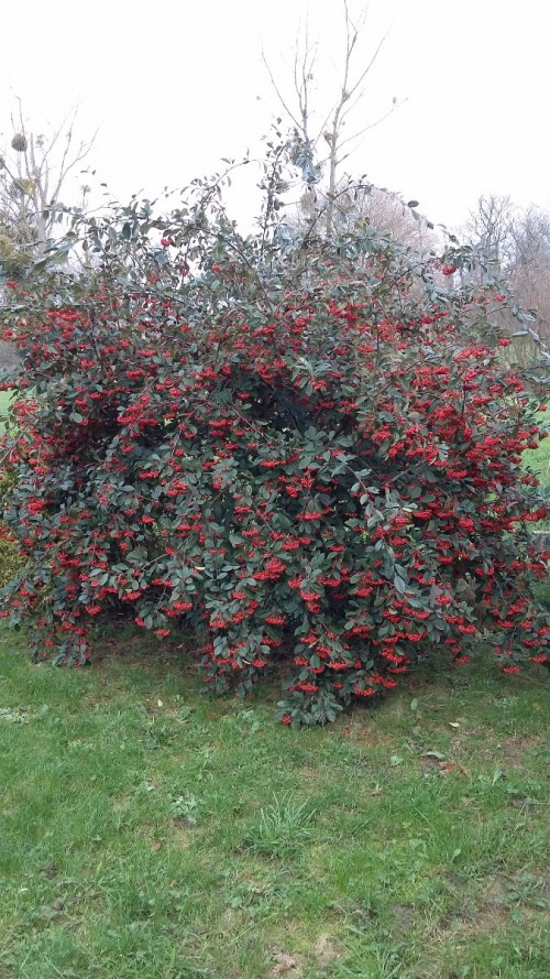 Cotoneaster lactea.jpg