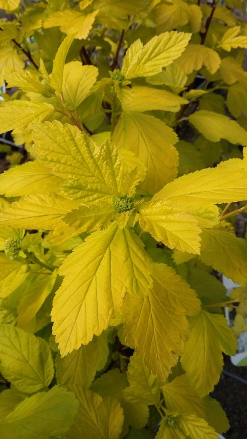 Physocarpus opulifolius Dart's gold.jpg