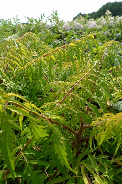 RHUS typhina Tiger Eyes  (3).JPG