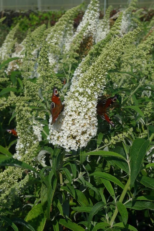 BUDDLEIA White profusion.JPG