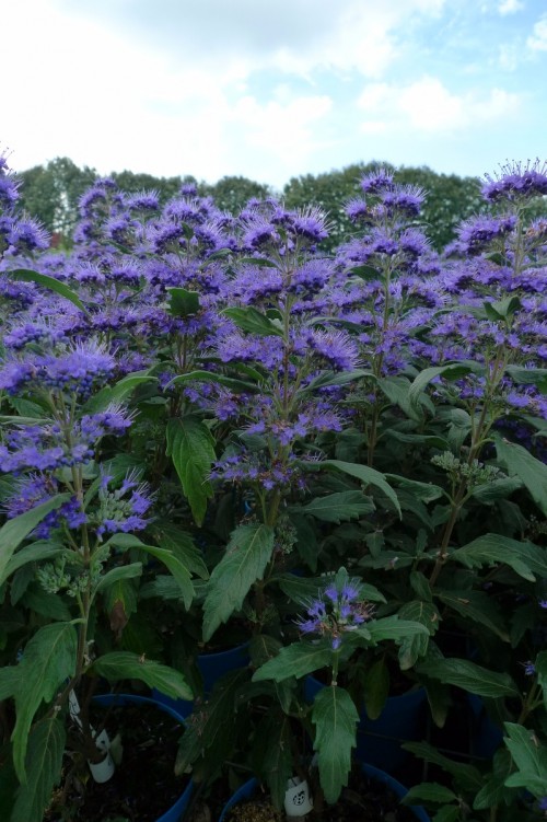 CARYOPTERIS x clandon Grand Bleu  (2).JPG