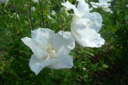 HIBISCUS White chiffon.JPG