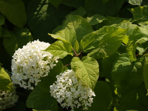 HYDRANGEA arborescens Annabelle 2 .JPG