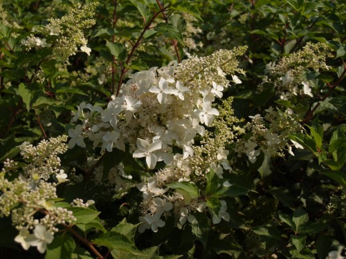 HYDRANGEA paniculata Dentelle de Gorron 2 .JPG