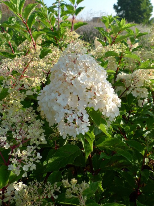 HYDRENGEA paniculata Vanille Fraise 2.JPG