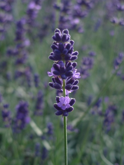 LAVANDULA angustifolia Hidcote Blue .JPG