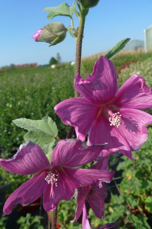 LAVATERA Burgundy wine (2).JPG