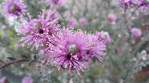 MELALEUCA squamea 2.jpg