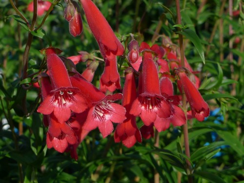 PENSTEMON rouge vif 2.JPG