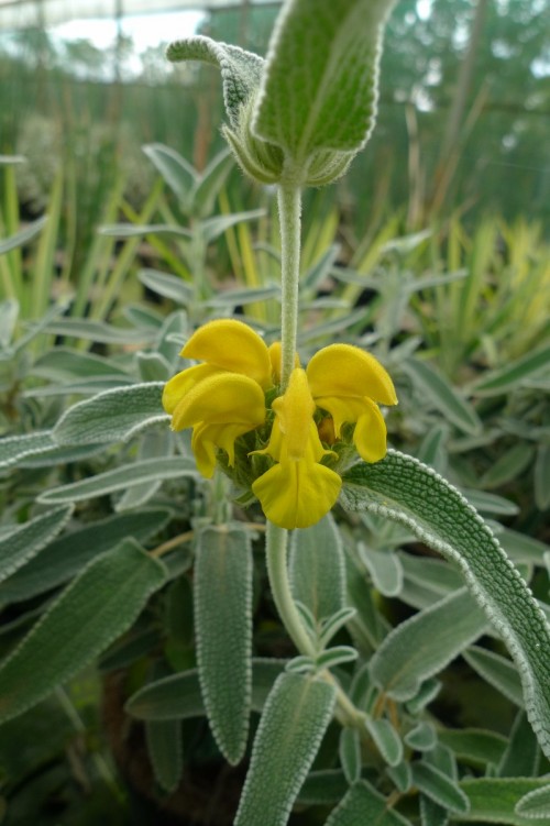 PHLOMIS fruticosa Bourgaei.JPG