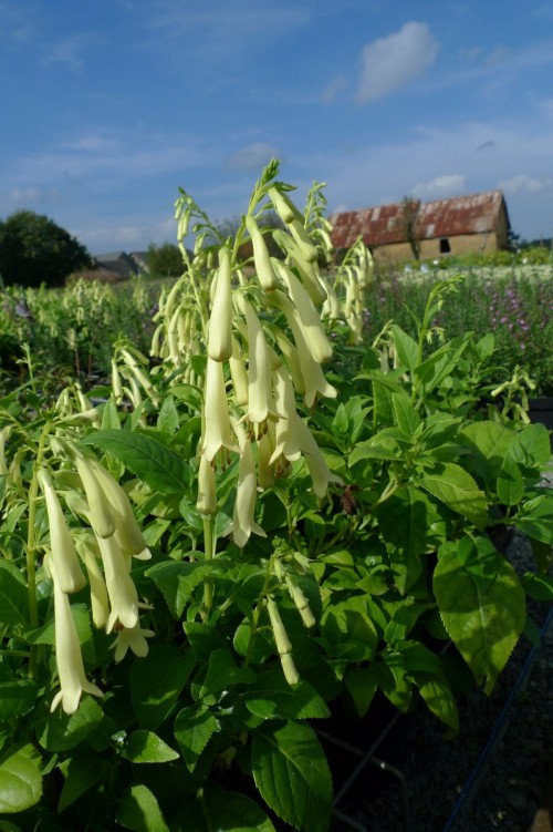 PHYGELUS aequalis Yellow Trumpet 2.JPG