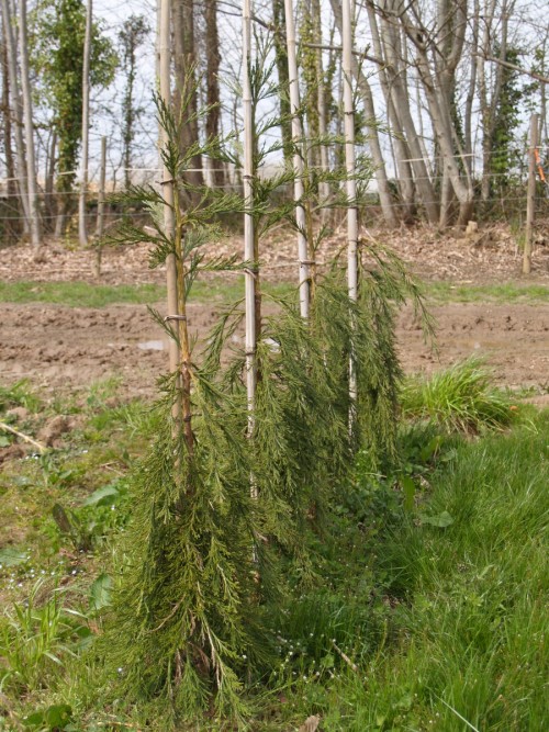 SEQUOIADENDRON giganteum Pendulum  (2).JPG