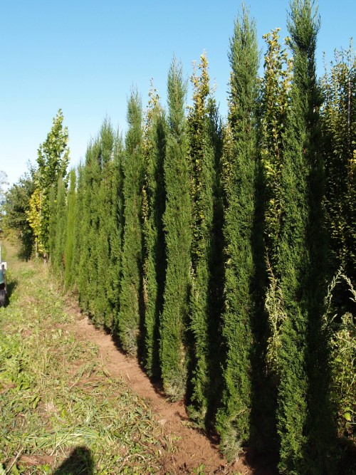 CUPRESSUS sempervirens Totem.JPG