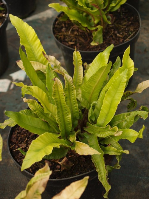 FOUGERE asplenium Scolopendrium.JPG