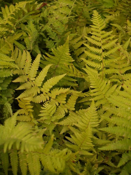 FOUGERE dryopteris Filix mas-2.JPG