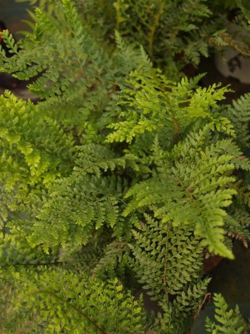 FOUGERE polystichum set. plumosum densum.JPG